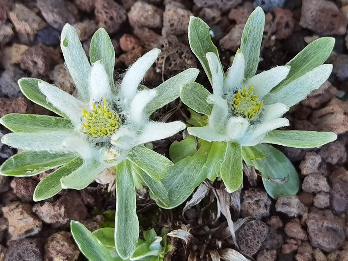 Leontopodium alpinum (ex Pyrénées) photo